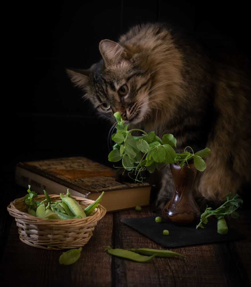 Ель и зеленый горошек