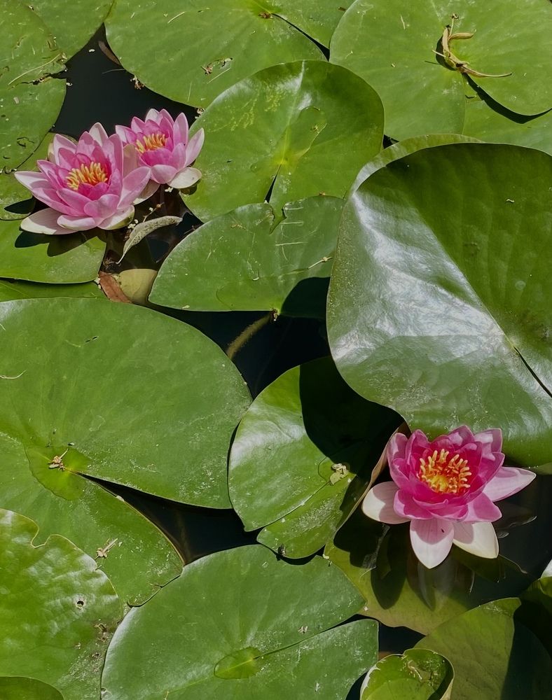 Photograph by Svetlana Kornilova