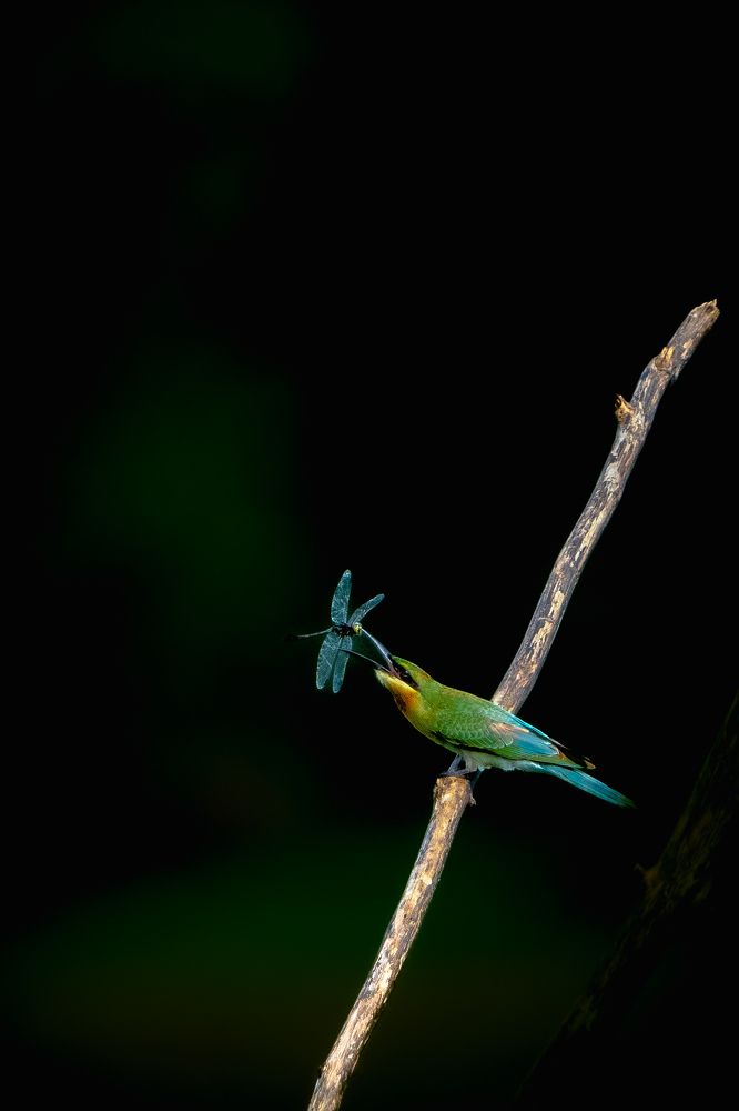 Let it Bee a breakfast.