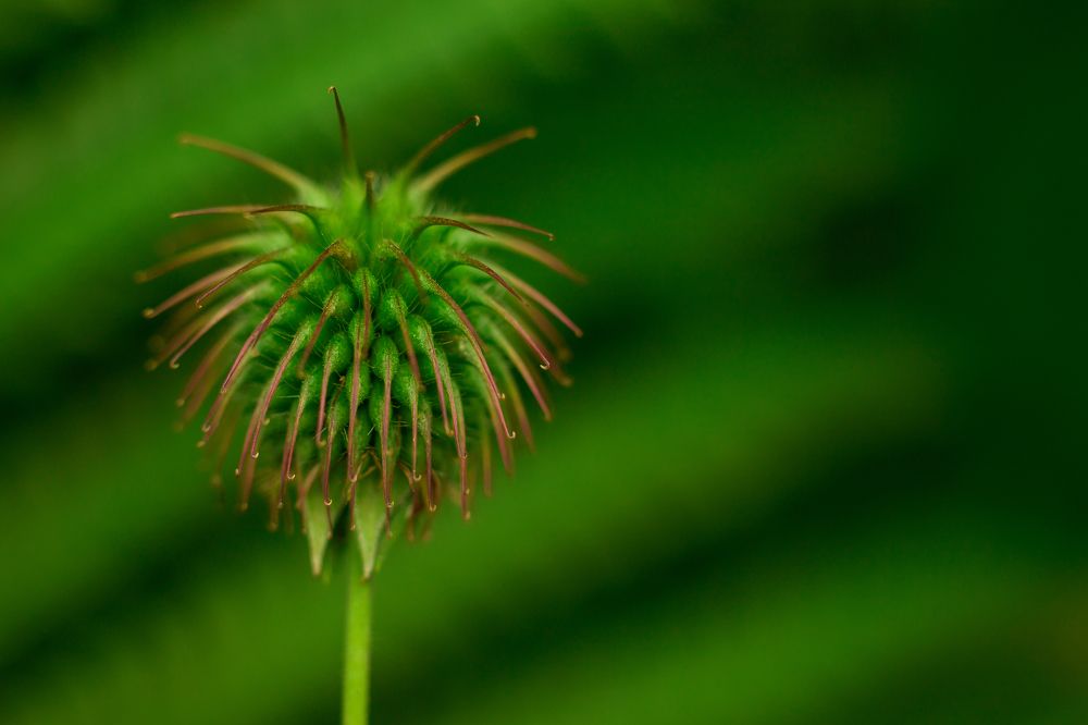 Фотография автора Елена Ельшина