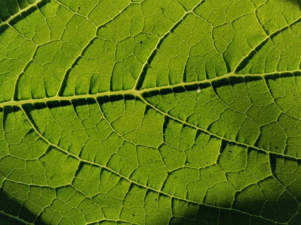 Photograph by Анастасия Чадина