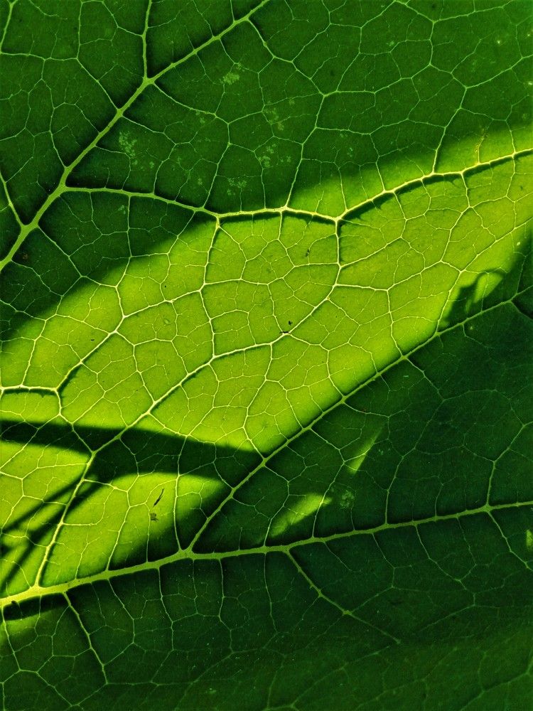 Photograph by Анастасия Чадина