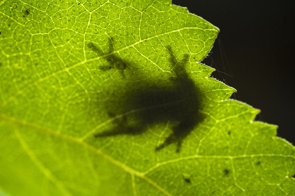 Photograph by Андрей Биксалеев