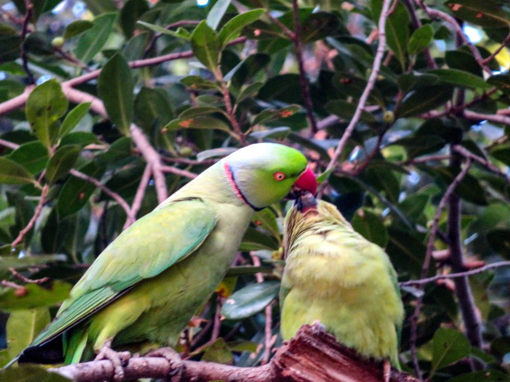 Photograph by Susmita Paul