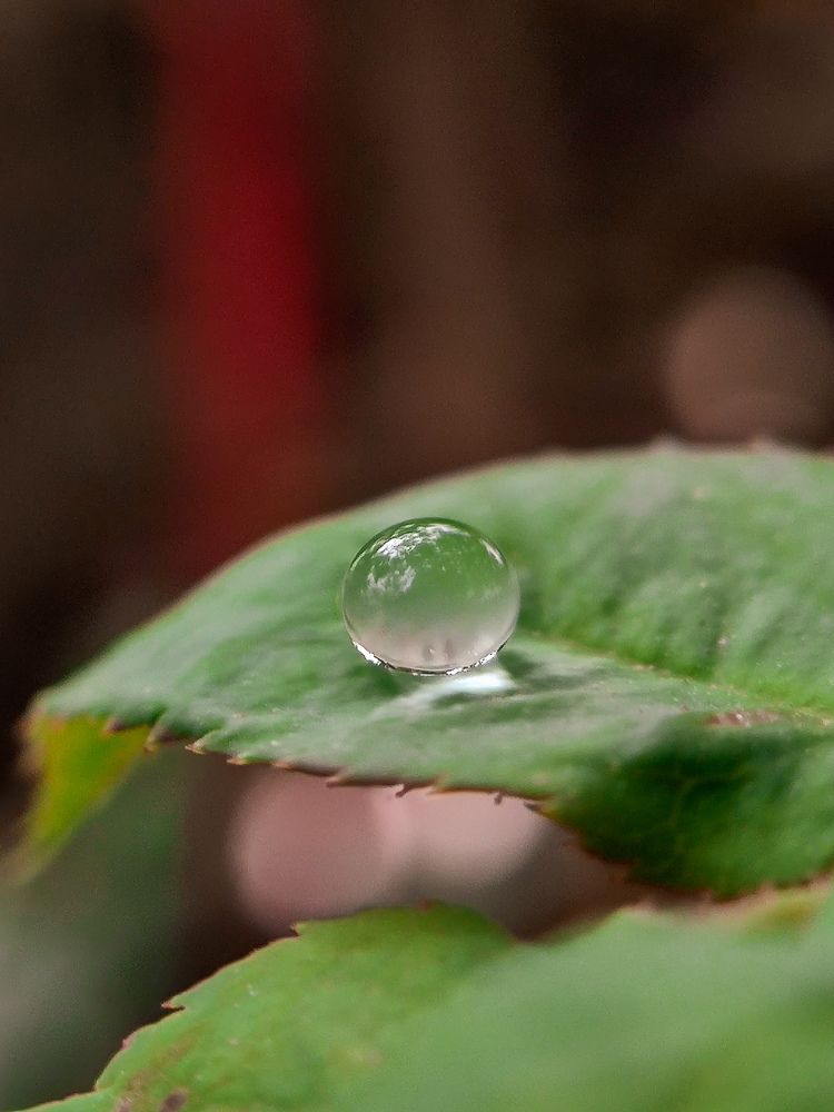 Photograph by Mayank Singh Jadaun