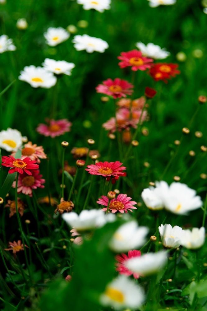 Photograph by Эльвира Быкова