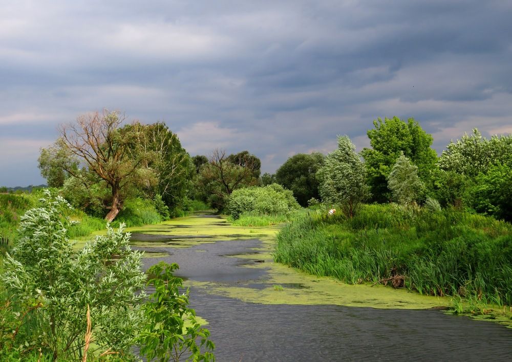 Пасмурный летний день