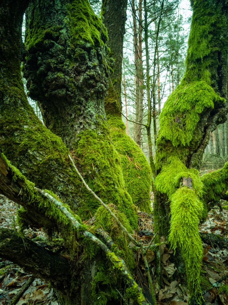 Photograph by Алексей Крукович