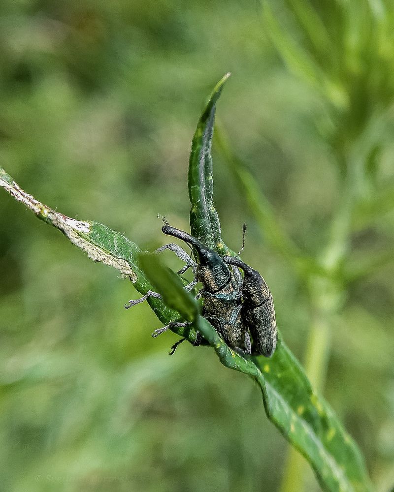 Сладкая парочка...