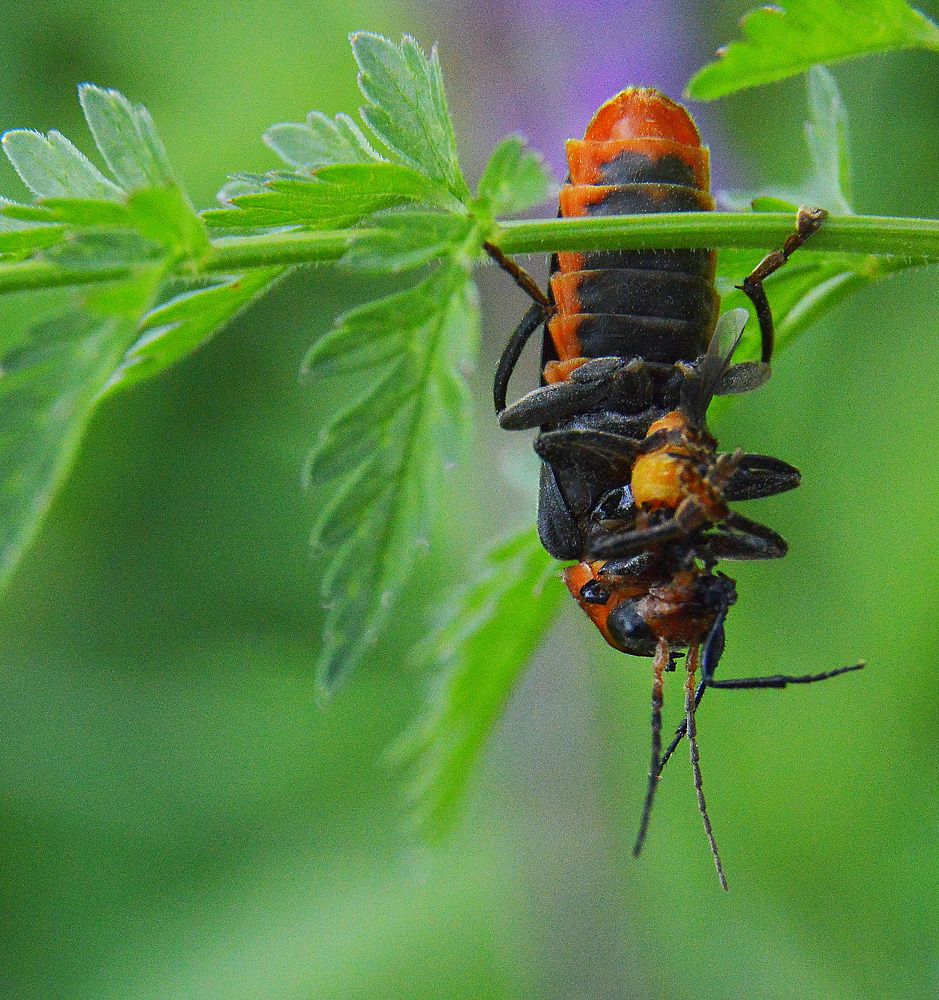 Мягкотелка.