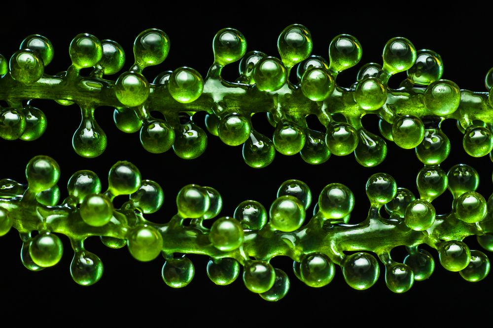 Фотография автора NeCoTi ChonTin