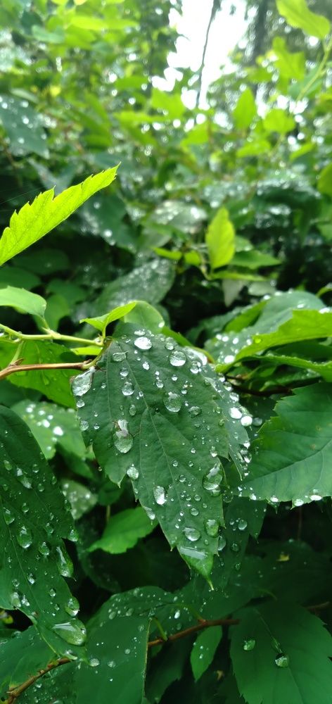 Photograph by Любовь Макарова