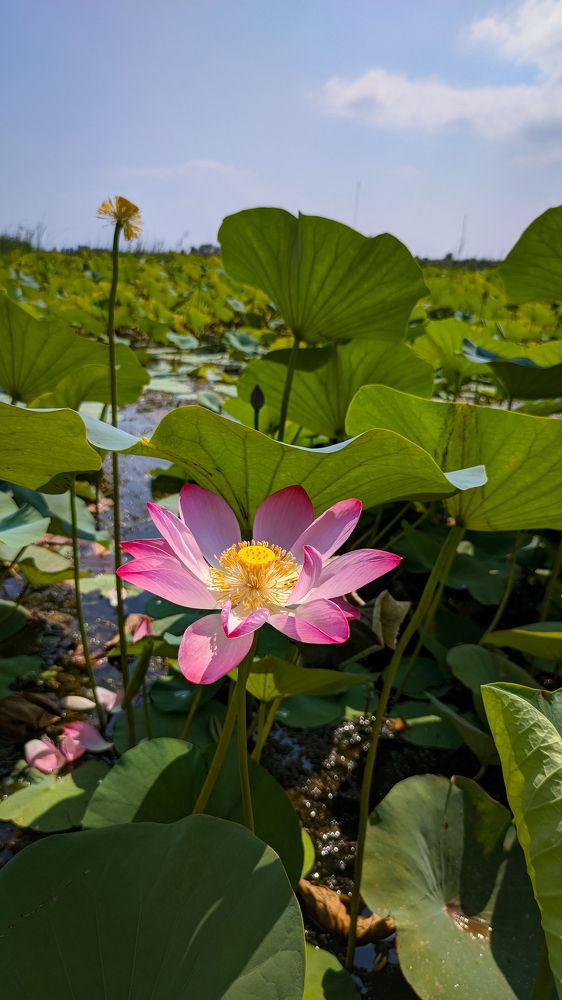 Photograph by mehdi shokravi