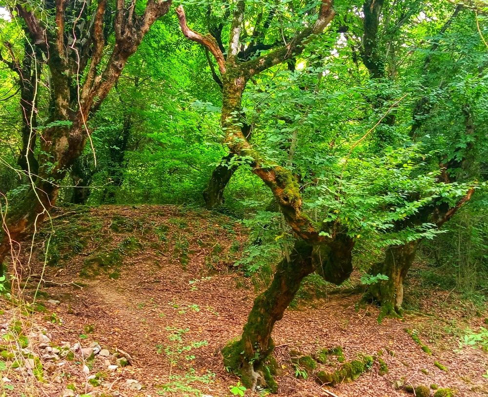 Walking in the woods.