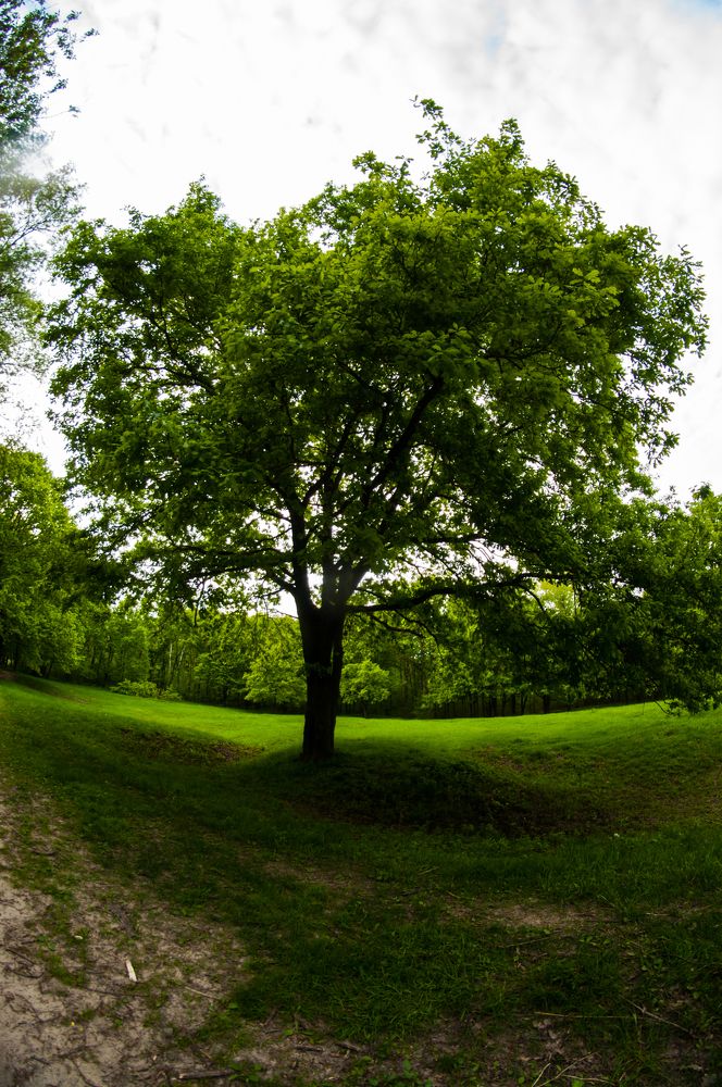 Photograph by Яна Золотоверхая