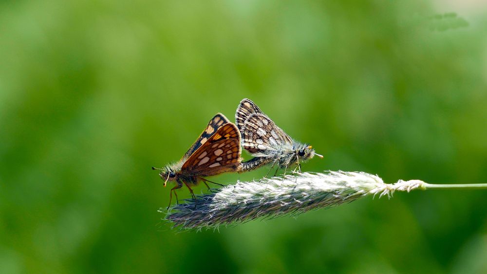 Photograph by Алексей Чернов
