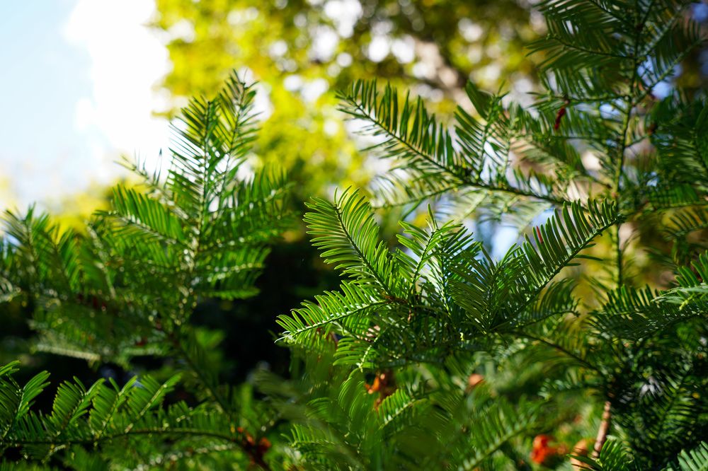 Photograph by Арина Стрябчева