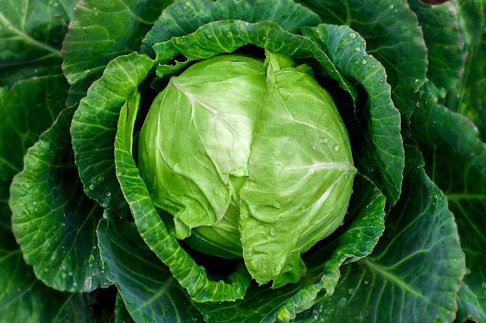 Photograph by Екатерина Нефедова