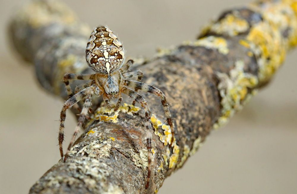 Photograph by Игорь Осипов