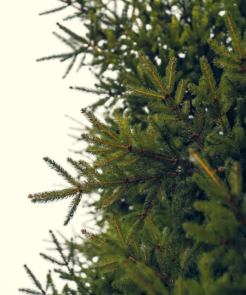 Photograph by Татьяна Шевченко