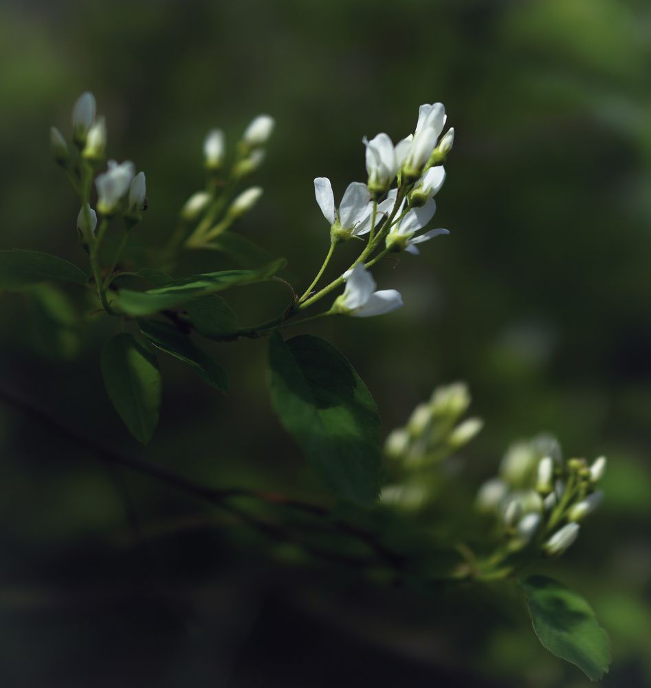 Photograph by Irina Volkova