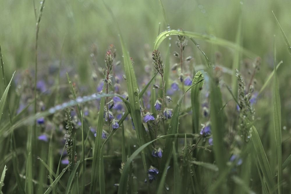 Photograph by Irina Volkova