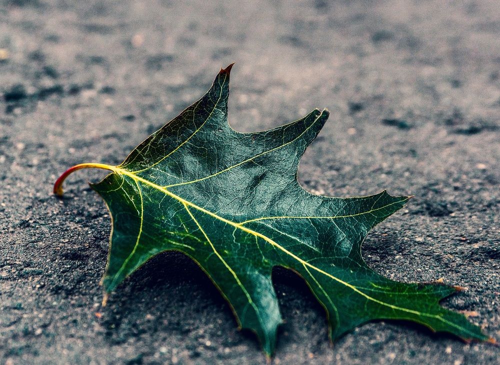 Photograph by Ольга Попова