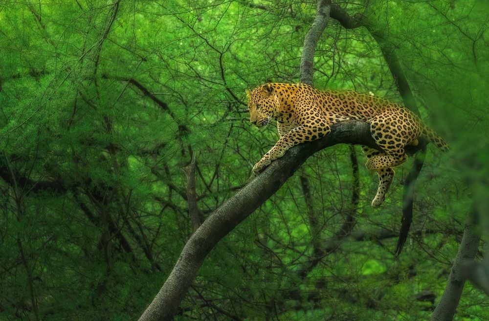 Photograph by ASHWINI BHONGE