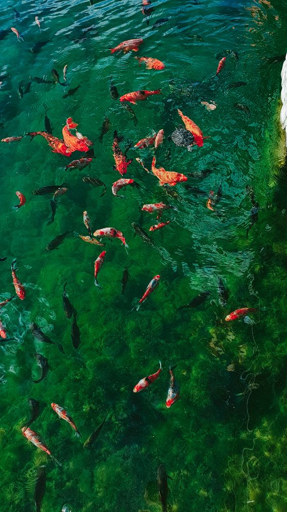 Photograph by Евдокимова Анна