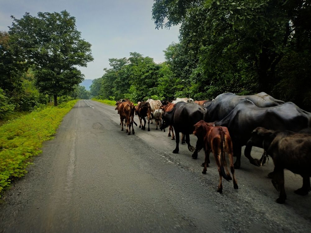 Photograph by TRISHLA KADAM