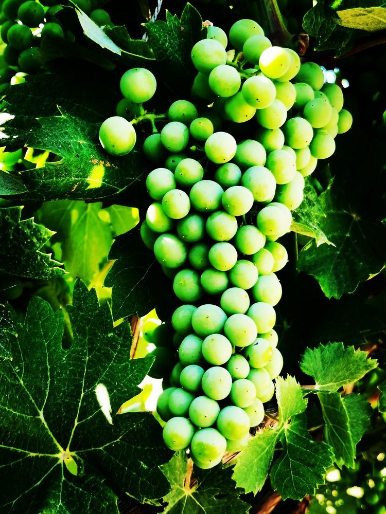 Фотография автора Rafa