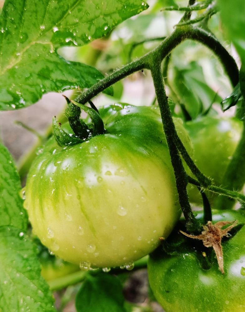 Фотография автора Rafa