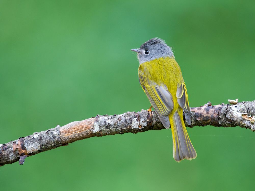 Grey headed Canary Flycatcher