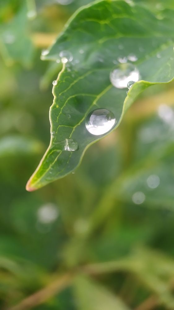 Photograph by Алексей Горин