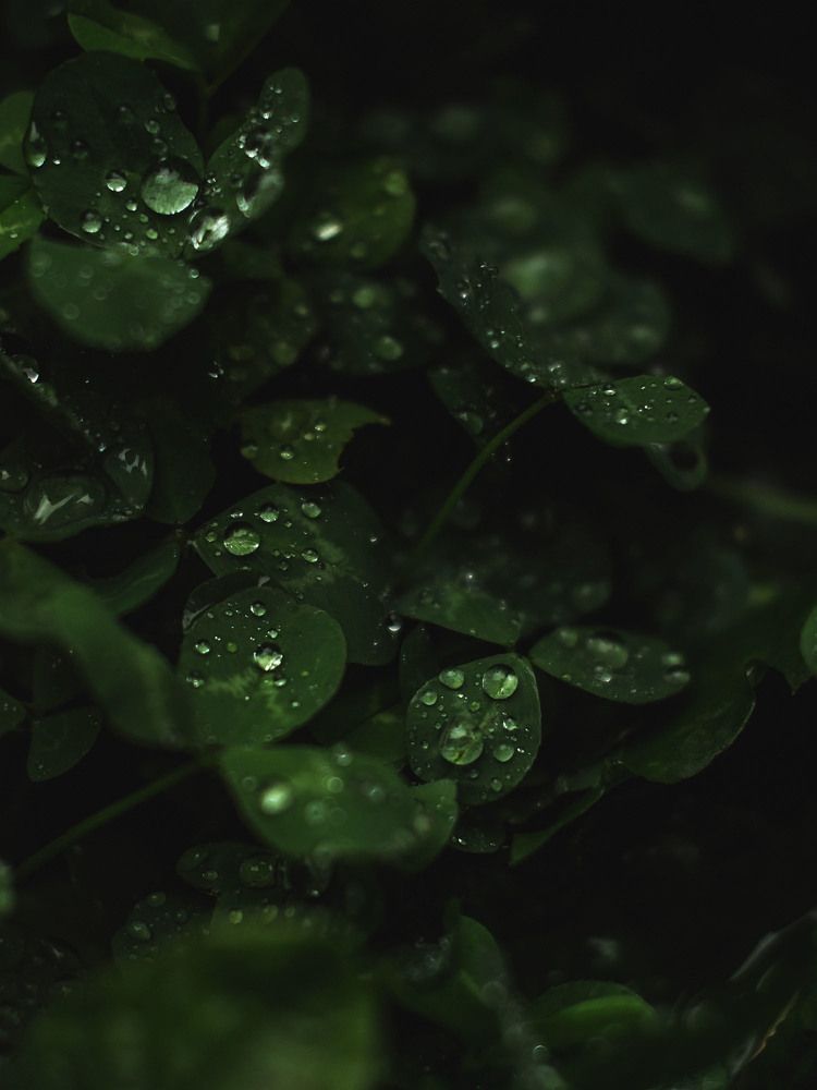 Photograph by Rogozina Olga