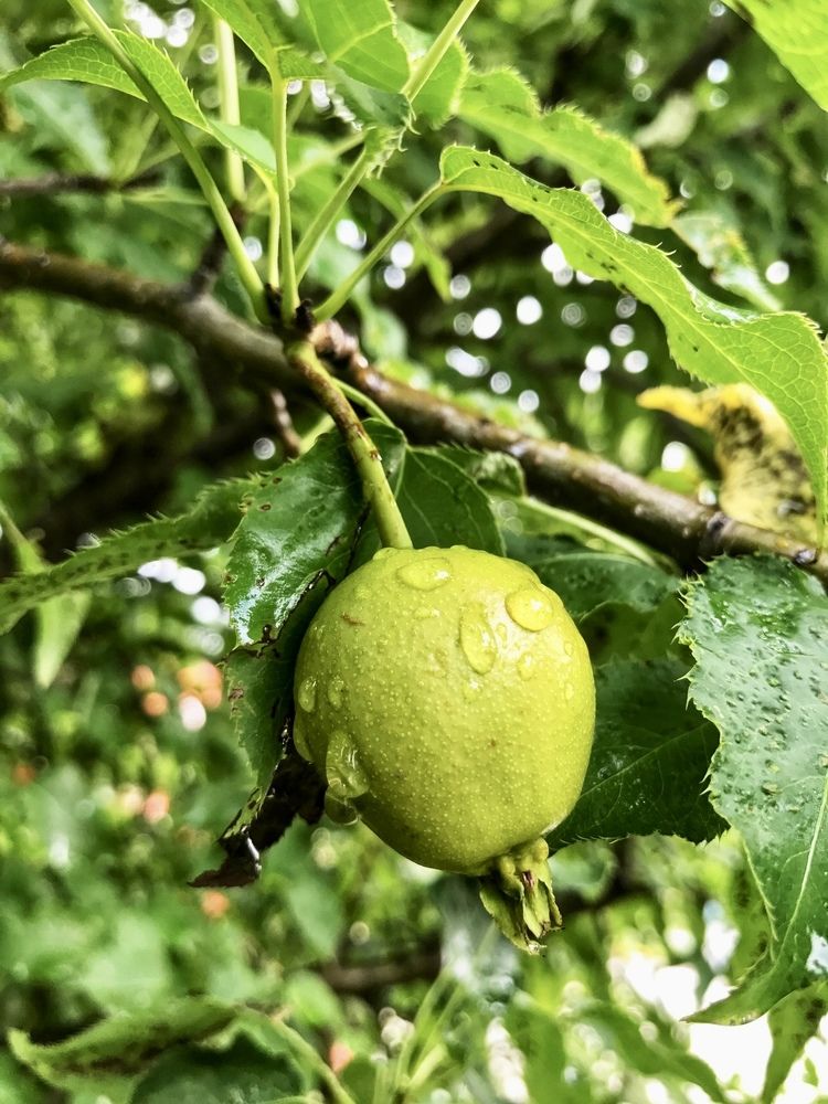 Photograph by Мария Шрейдер