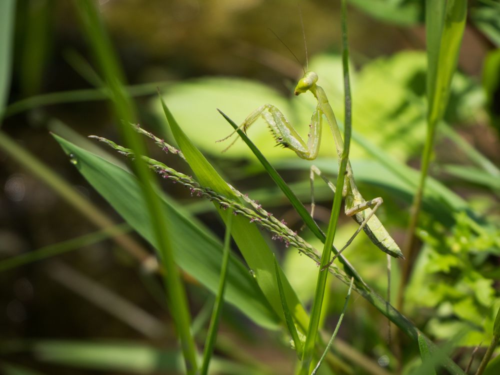 Photograph by Анатолий Румачик
