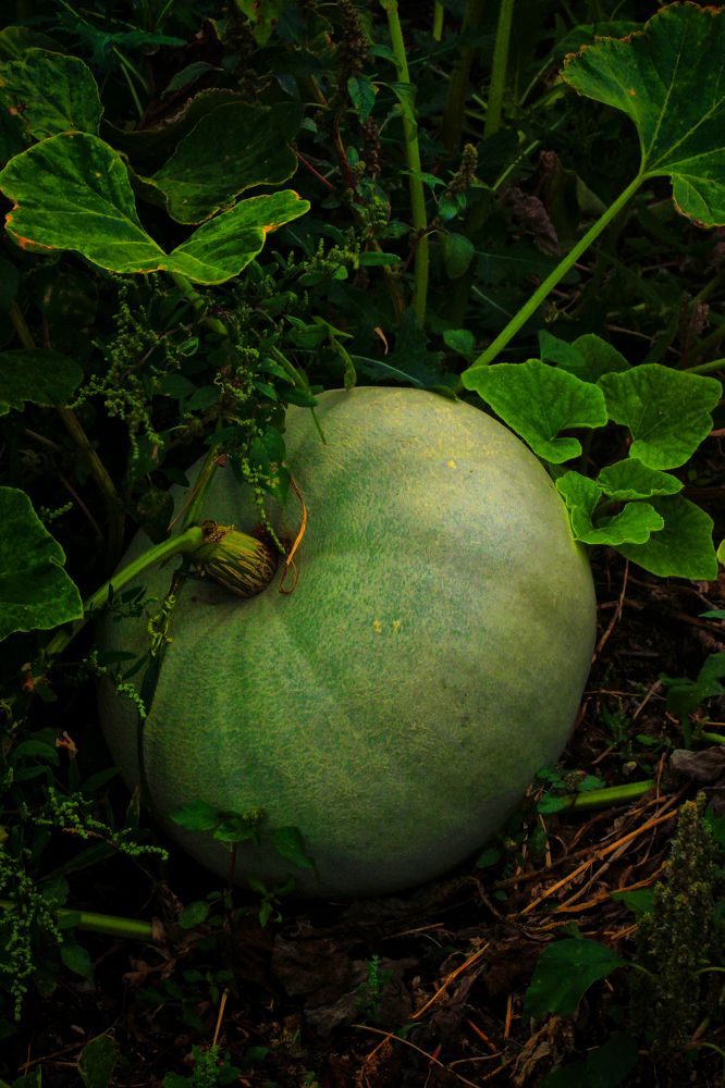 Photograph by Vitaliy Saposhnikov