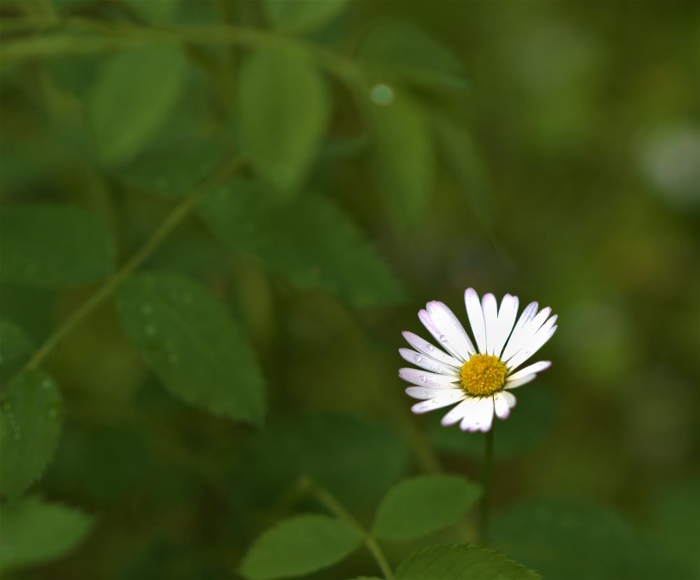 Photograph by FLORINDA LOREDANA CIURARU