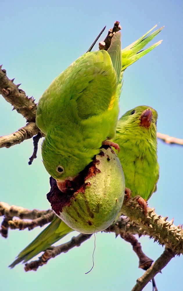 Photograph by Marcelo Luzzi