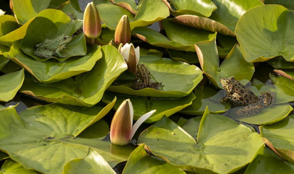 Photograph by FLORINDA LOREDANA CIURARU