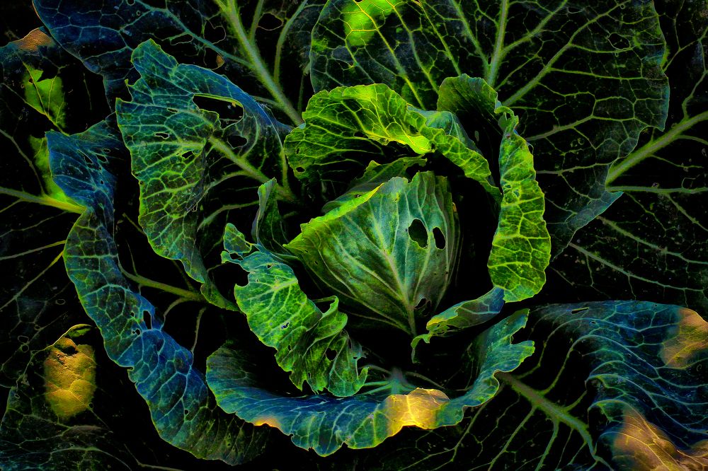 Photograph by Vitaliy Saposhnikov