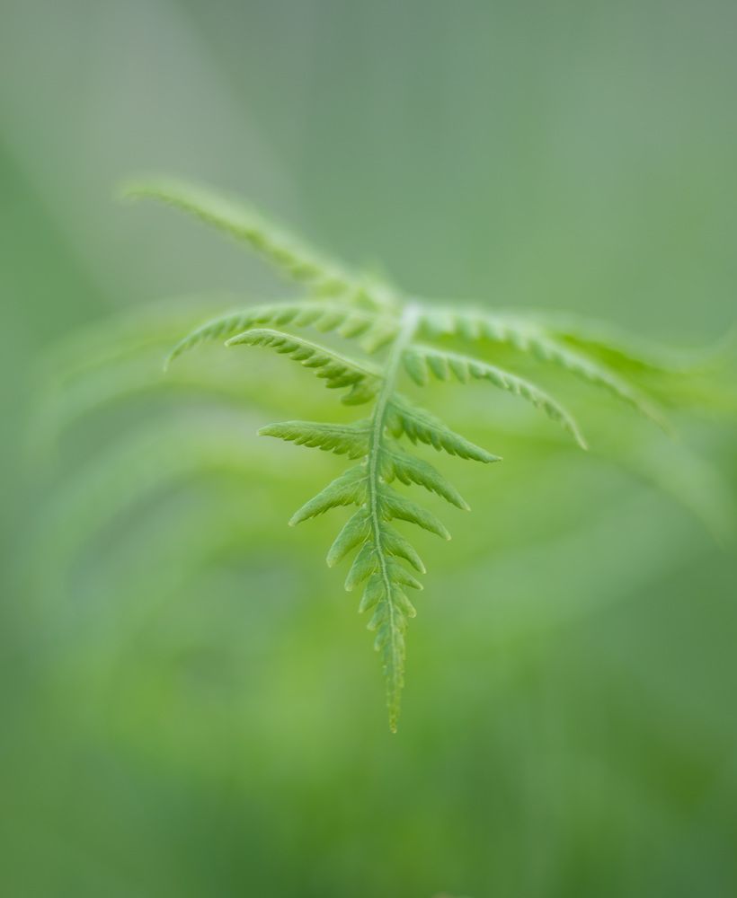 Фотография автора Рохмистрова Мария