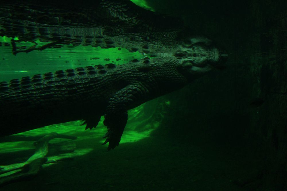 Photograph by Hriday Das