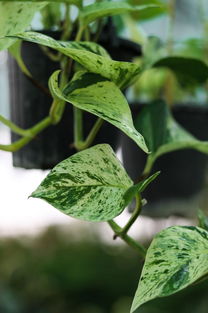 Фотография автора Nedai Eftekhari