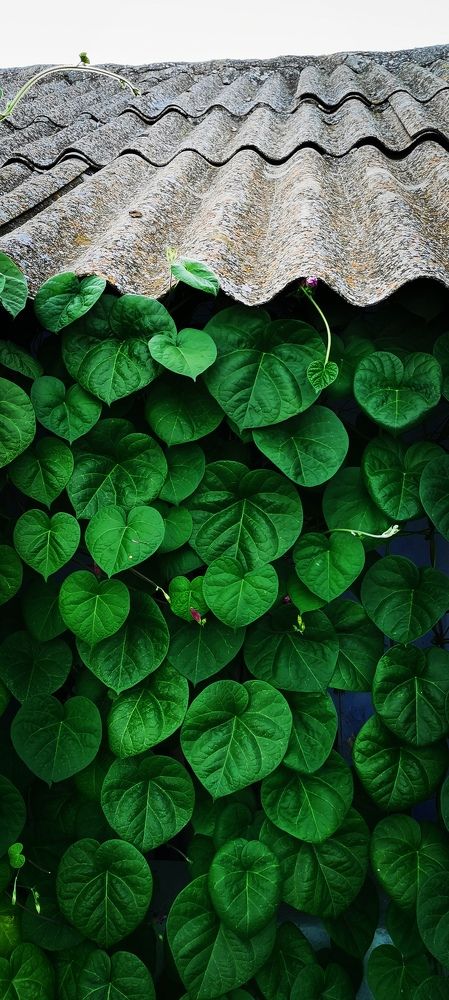 Фотография автора Rafa