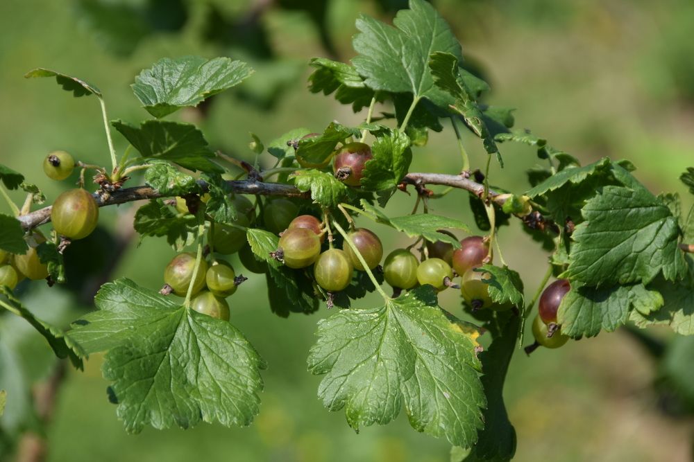 Photograph by Galina Leskova