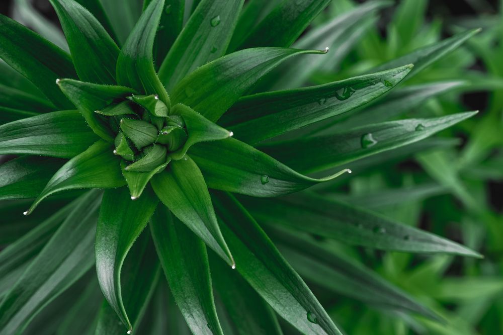 Photograph by Максим Трухин