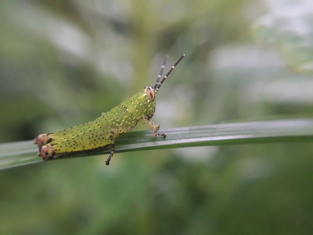 The Green Little Cutie