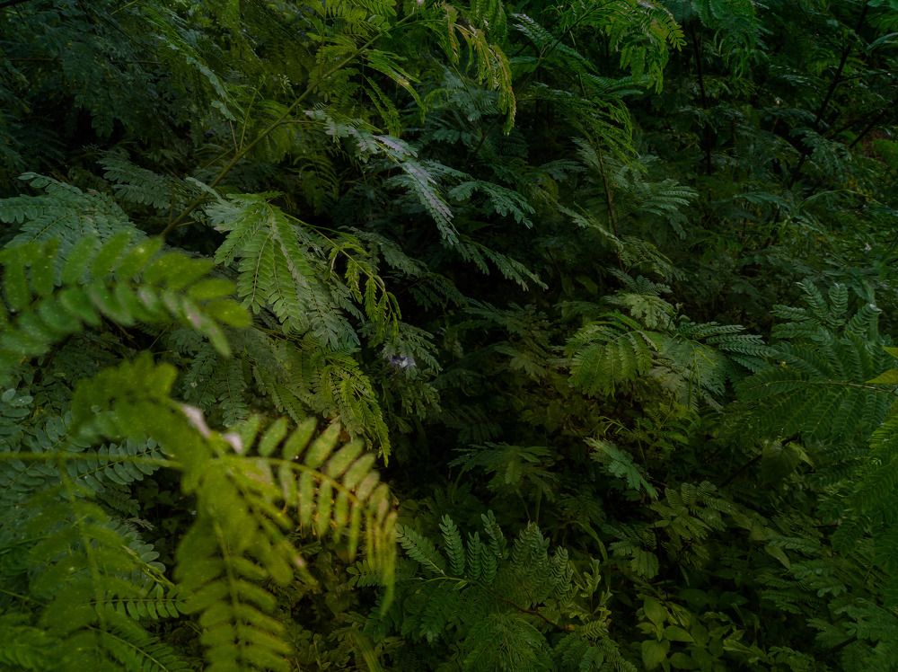 Dark Beauty Behind The Green Fern